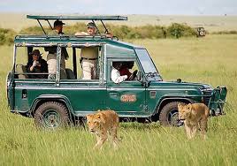 The mara safaris
